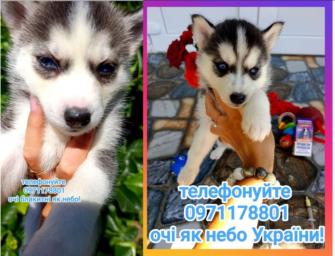 Сибірські хаски, дівчатка в наявності, блакитні очі!