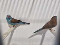 Peito-Celeste (Uraeginthus Cyanocephalus)