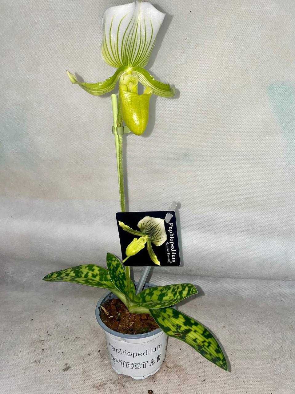Орхідея Фаленопсис, Пафіопеділум чобіток, Акварельна міні