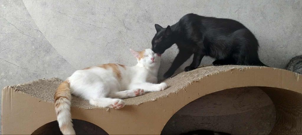 Kotek do adopcji
