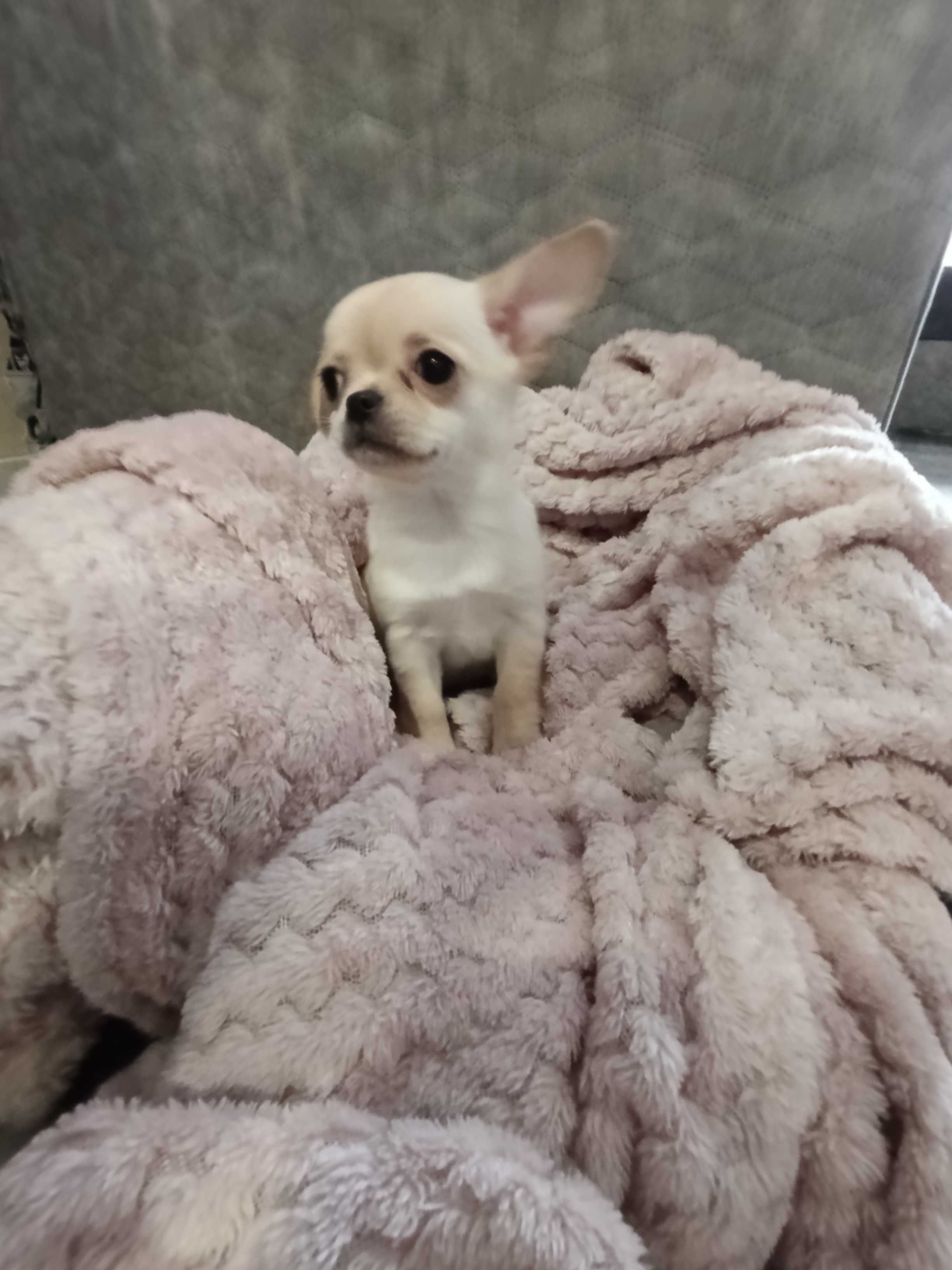 Chihuahua sunia krótkowłosa
