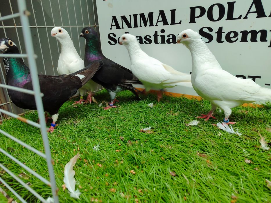 Gołębie. Antwerpskie. Orliki. Możliwy transport