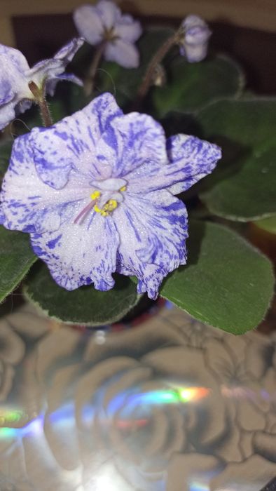 Фіалка квітуча сортова