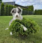 Border collie blue merle