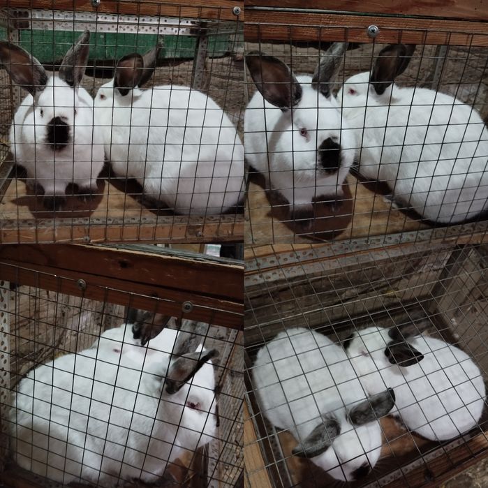 Кролі кролики на плем'я