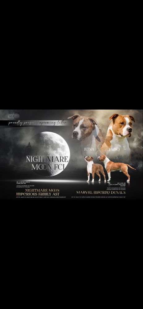 AMSTAFF ZKWP/FCI Szczenieta American Staffordshire Terrier