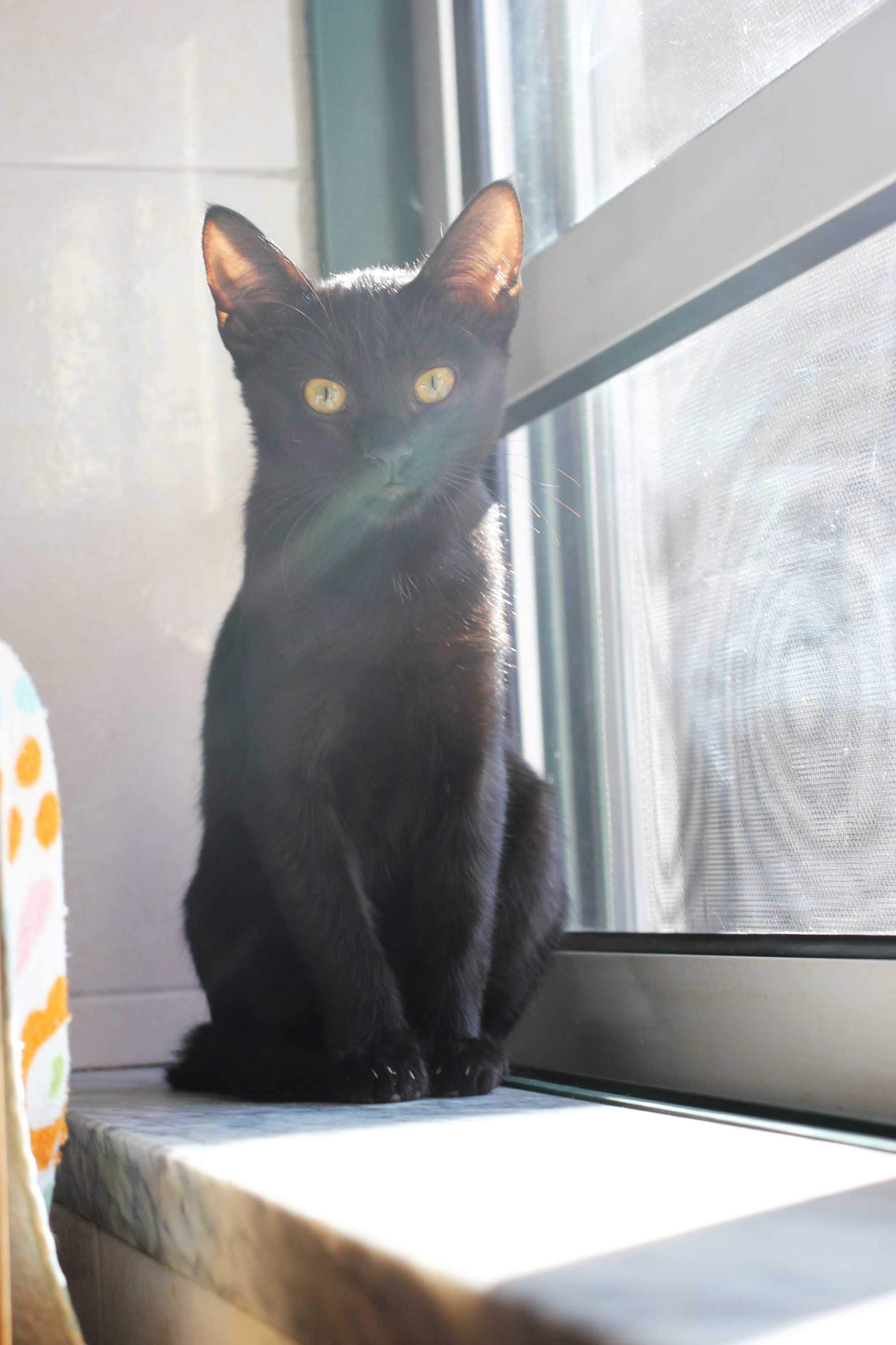 FÊMEA | Gatinha disponível para adoção muito responsável