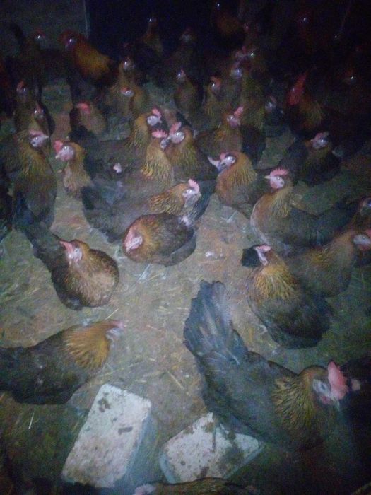 Jajka wiejskie  z wolnego wybiegu