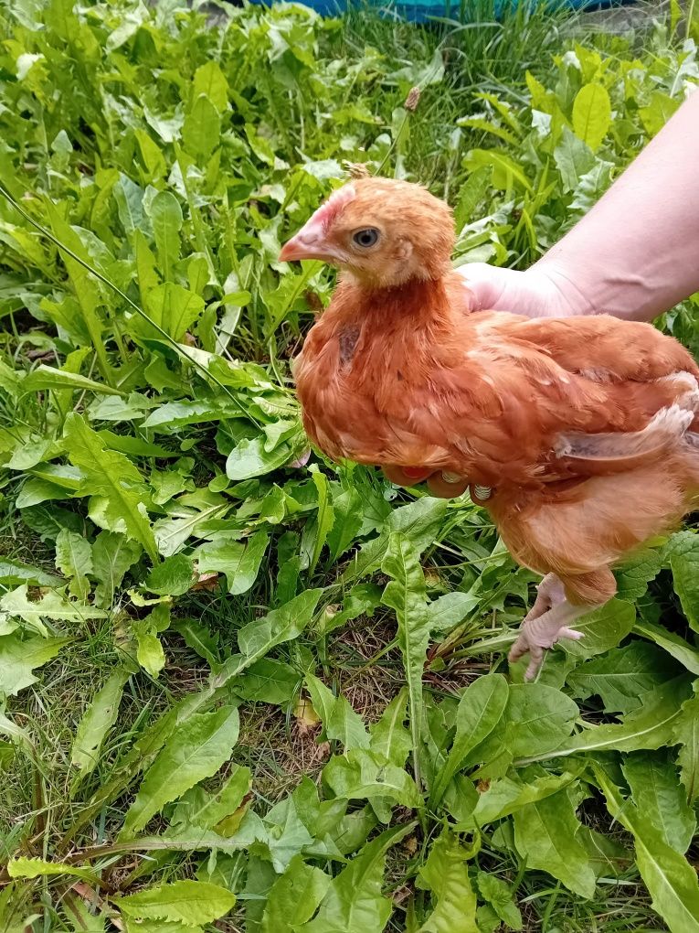Kura Rosa siedmiotygodniowa ekologiczna naturalna kury Rosy