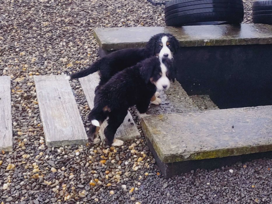 Sprzedam Psa berneńczyka