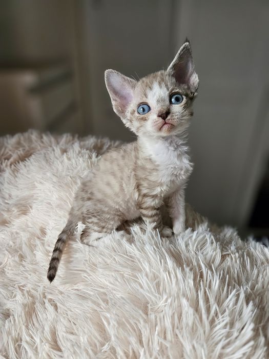 Kotka Devon Rex czarny point