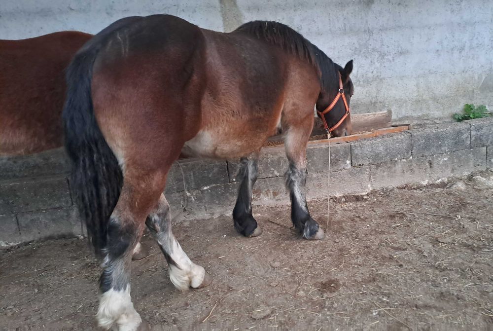 Vendo poldro Breton 2024 (14 meses)