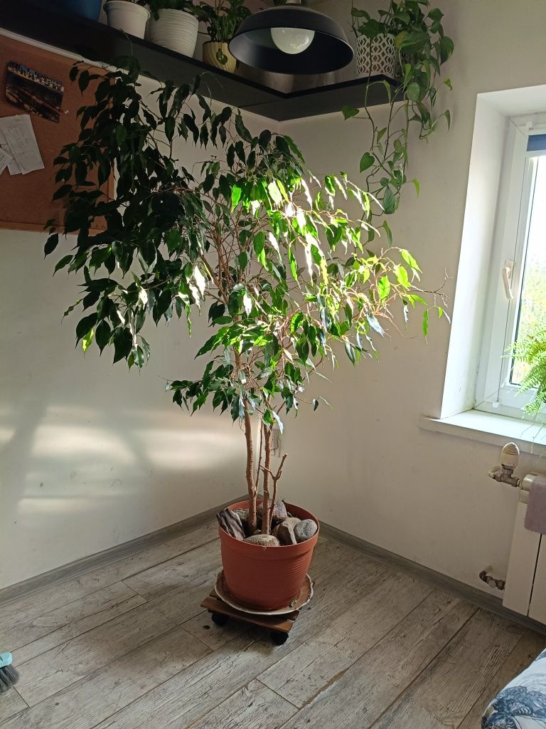 Fikus Benjamina 1,5m