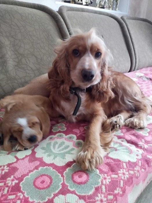 БЕЗКОШТОВНО Веселий, грайливий хлопчик шукає люблячу родину.