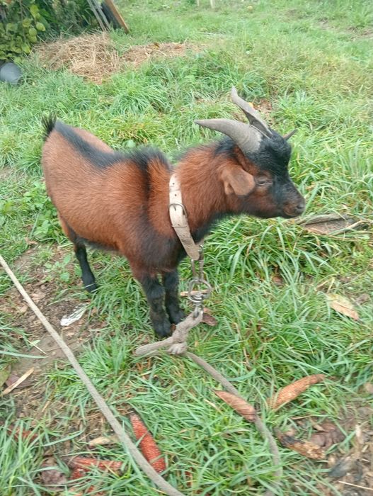 Vendo casal de cabras anãs