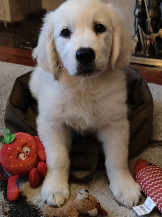 Golden Retriever suczka