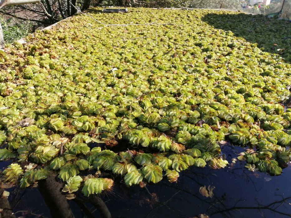 Planta aquário salvinia natans