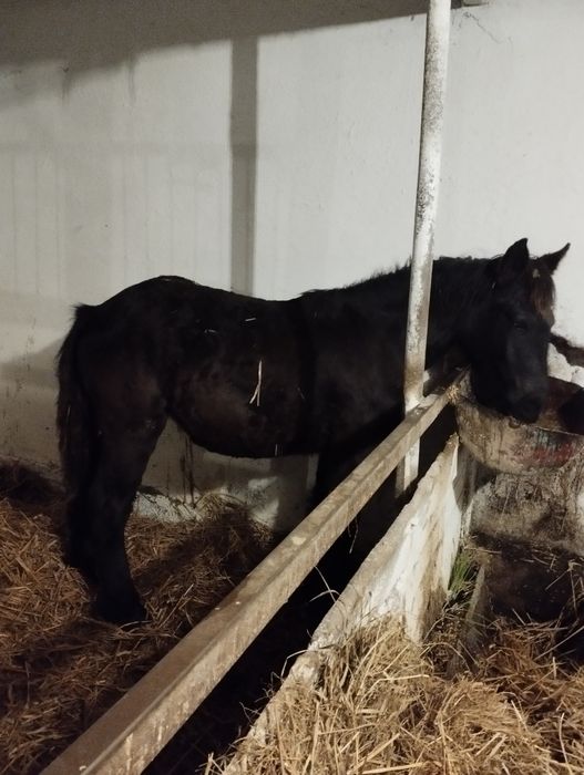 Źrebaki zimnokrwiste kłaczki ogierki