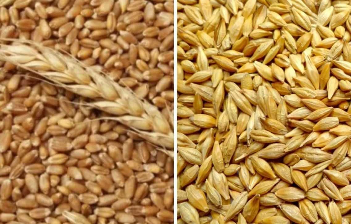 Зерно (пшеница, ячмень)