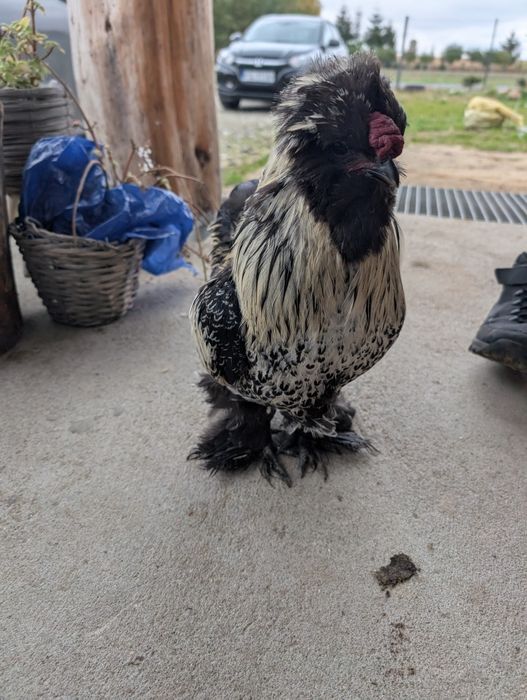 Kogut silka USA na sprzedaż