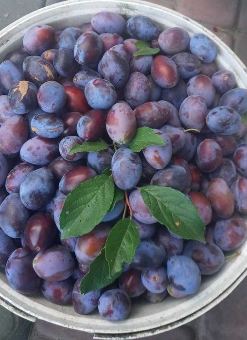 Śliwki na przetwory 3 kg