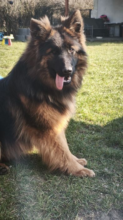 Owczarek niemiecki długowłosy adopcja