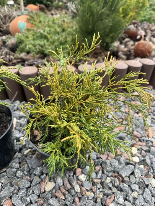 Кипарисовик Filifera Aurea