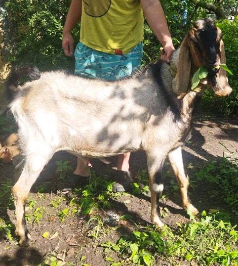 Козлик заано- нубиец,на племя