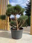 Sosna Watereri , BONSAI