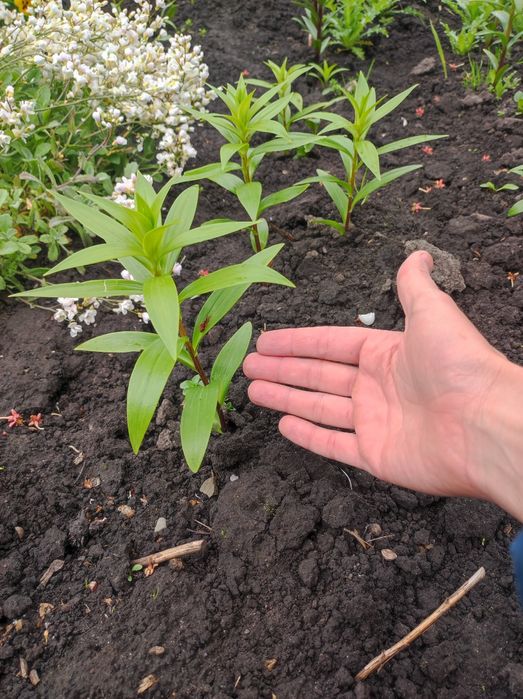 Лілії, квіти з домашнього квітника