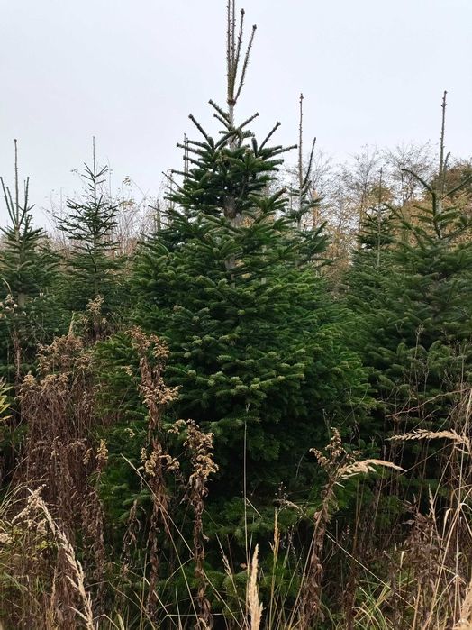 Jodła kaukaska 5 metrowe drzewa