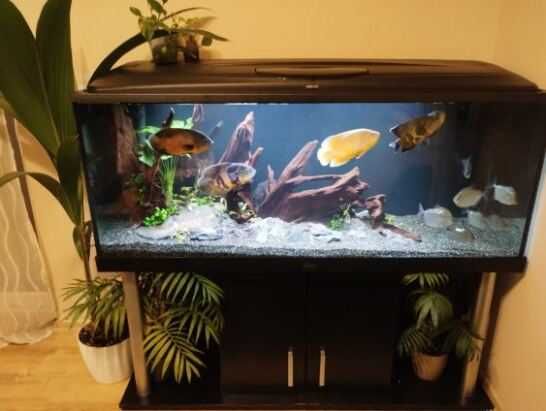 Akwarium z wyposażeniem