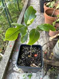Planta de Jaca(Artocarpus heterophillus)