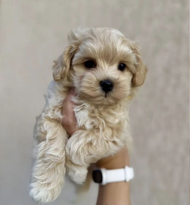 Няшные Мальтипу бэби Фэйс