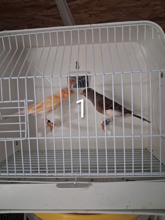 Canários Arlequim Português