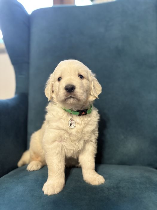 Golden retriver Chłopczyk