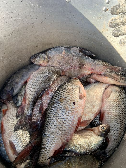 Плотва Судак Густера