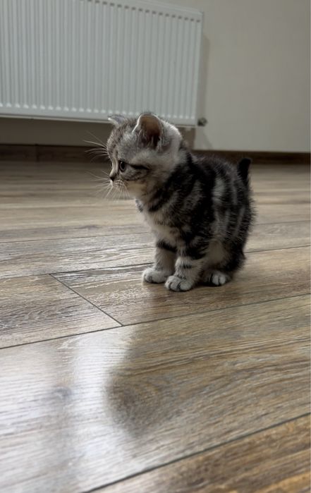 Шотландські мармурові кошенята