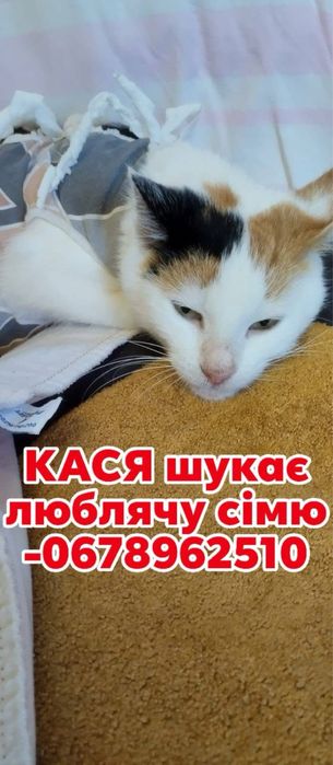 Стерилізована киця в добрі руки