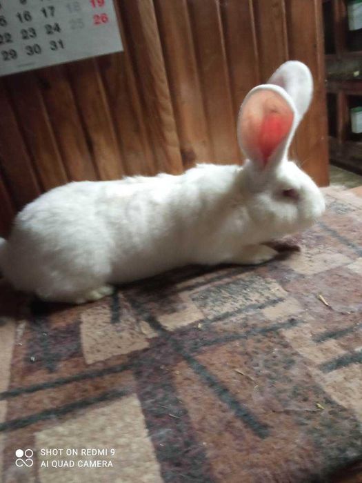 Królik Belgijski Olbrzym Biały BOB