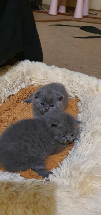 Вязка котов шотландец страйд (прямоухий)