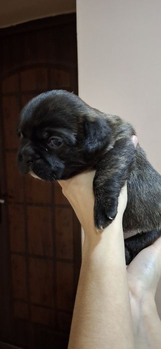 Милі слухняні дітки  чекають на  люблячих,відповідальних господарів