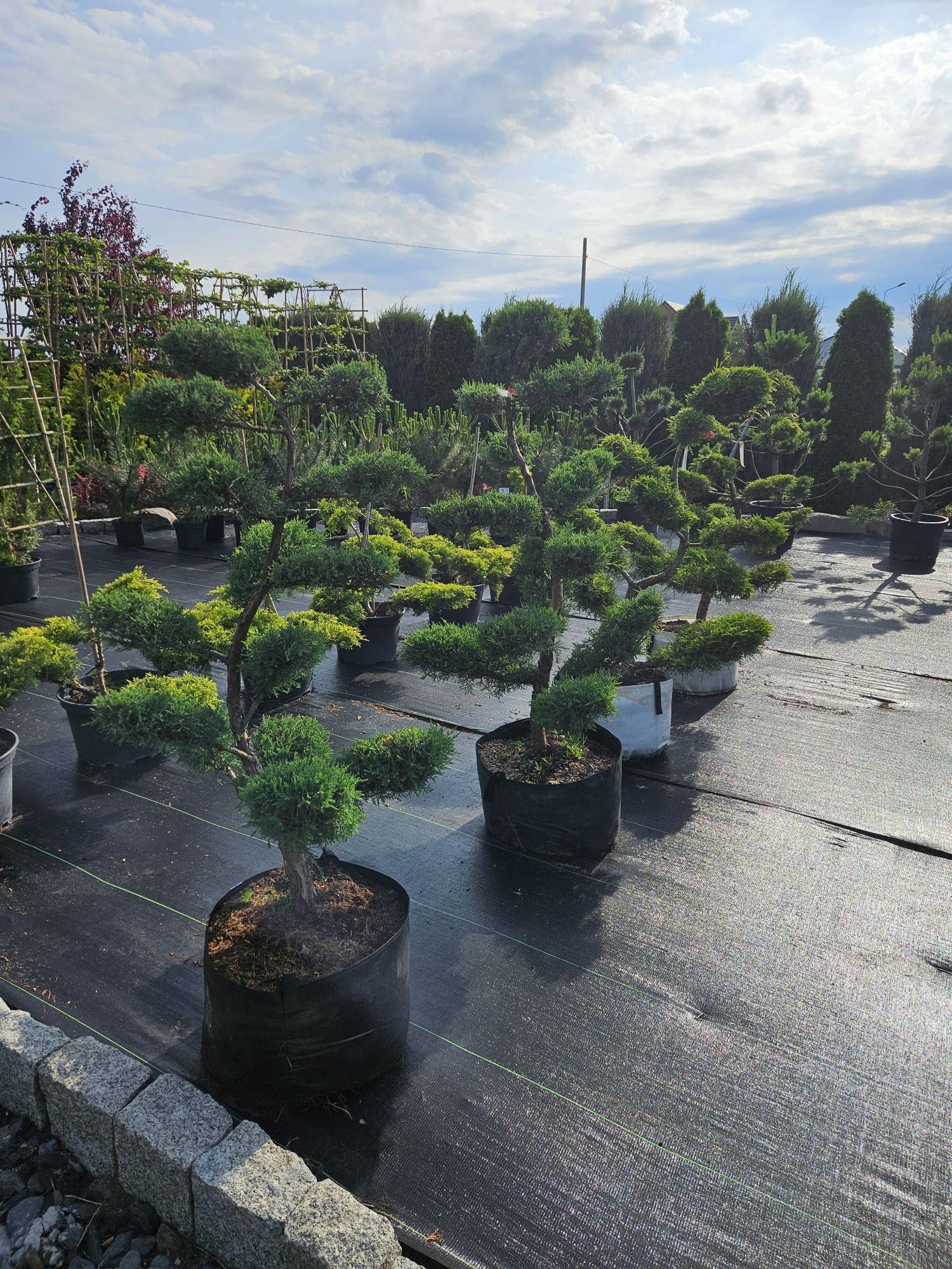 Laurowisnia Nowita 80-90 cm.Etna Elly 3 litry donica