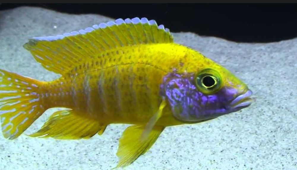 Aulonocara baenschi - Paw z Malawi - Pyszczak - dowóz, wysyłka