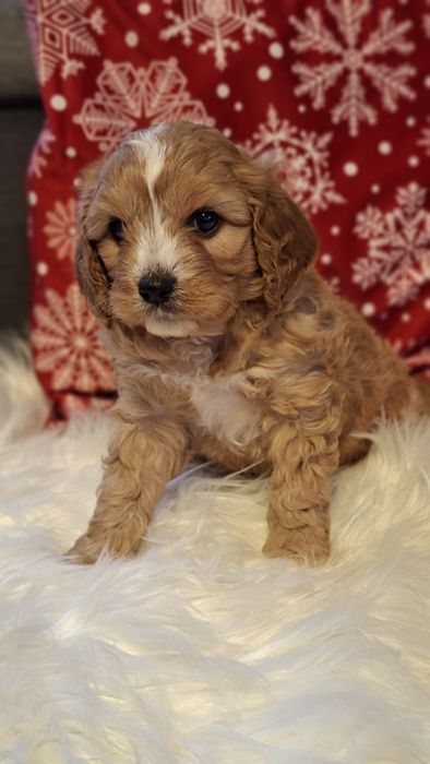 Cavapoo do rezerwacji