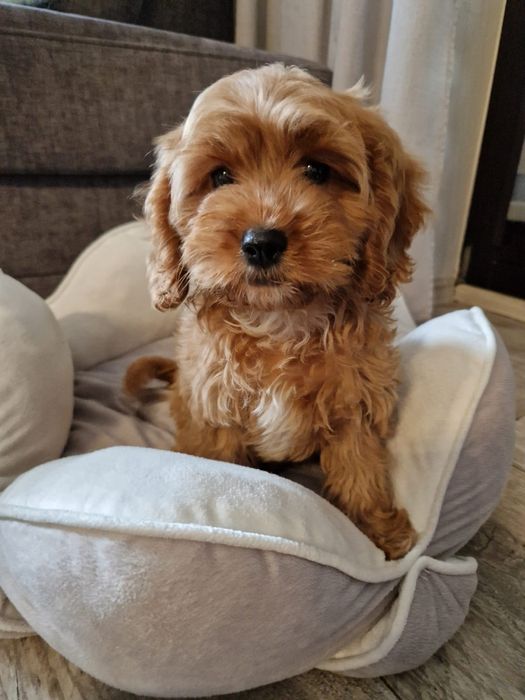 Pudel toy& cavalier piesek cavapoo