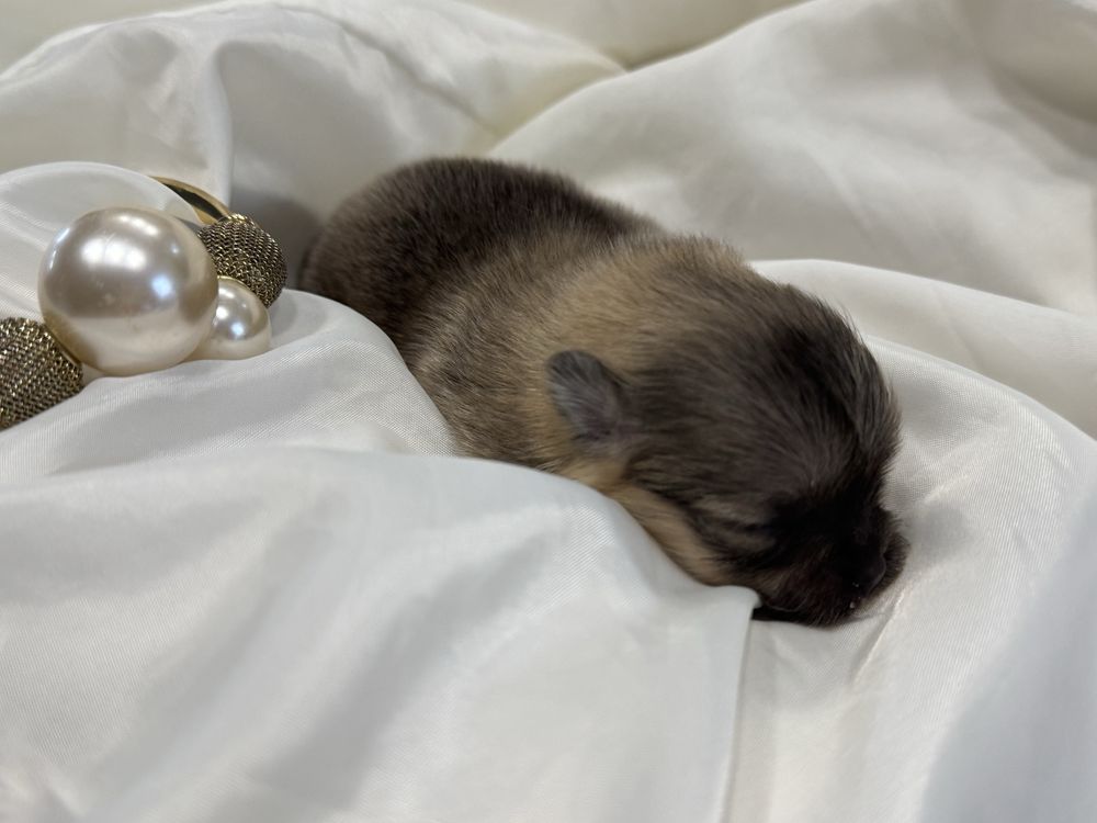 Szpic miniaturowy, pomeranian mini mini OFELIA