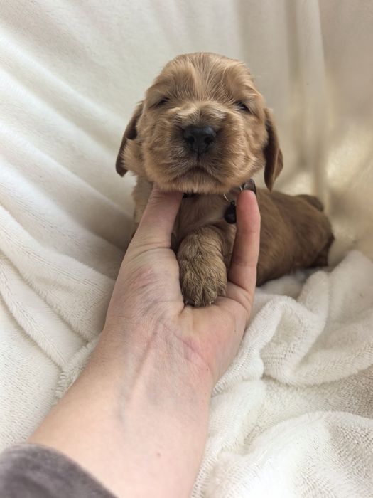 Śliczny szczeniak cocker spaniel
