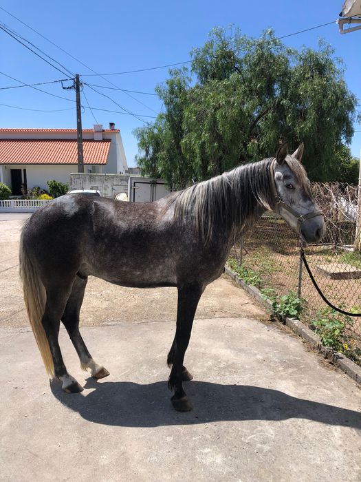 Cavalo novo com 5 anos