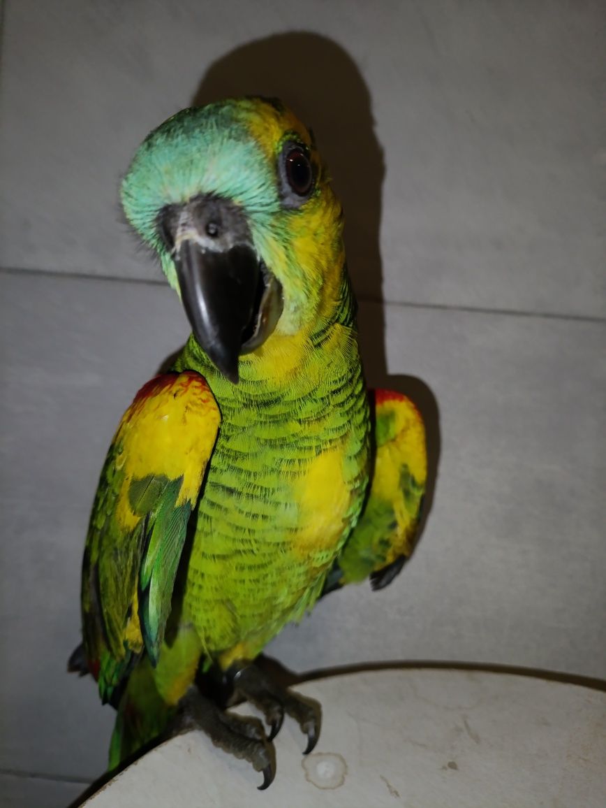 Amazona aestiva xantopherix macho 2025